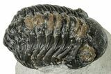 Bargain, Austerops Trilobite - Visible Eye Facets #251036-1